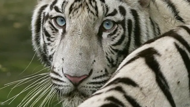 Tigre blanco (foto de archivo)