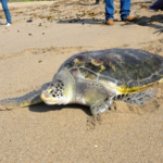 Día Mundial de las Tortugas Marinas: Conciencia y Conservación