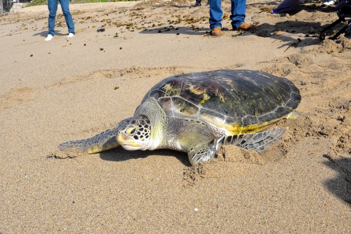 Día Mundial de las Tortugas Marinas: Conciencia y Conservación