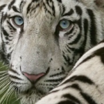 Un tigre blanco atacó y mató a un adolescente en India