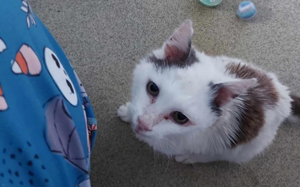 Tras estar desaparecido 12 años, un gato llamado Artie vuelve a casa