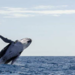 Hoy es el Día Mundial de las Ballenas y los Delfines