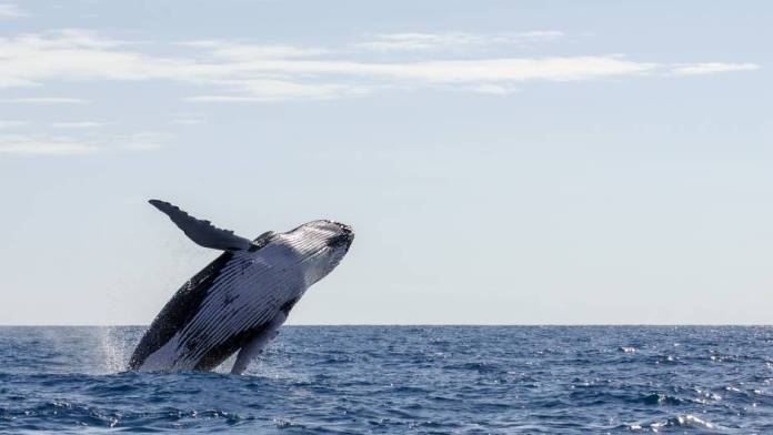 Hoy es el Día Mundial de las Ballenas y los Delfines