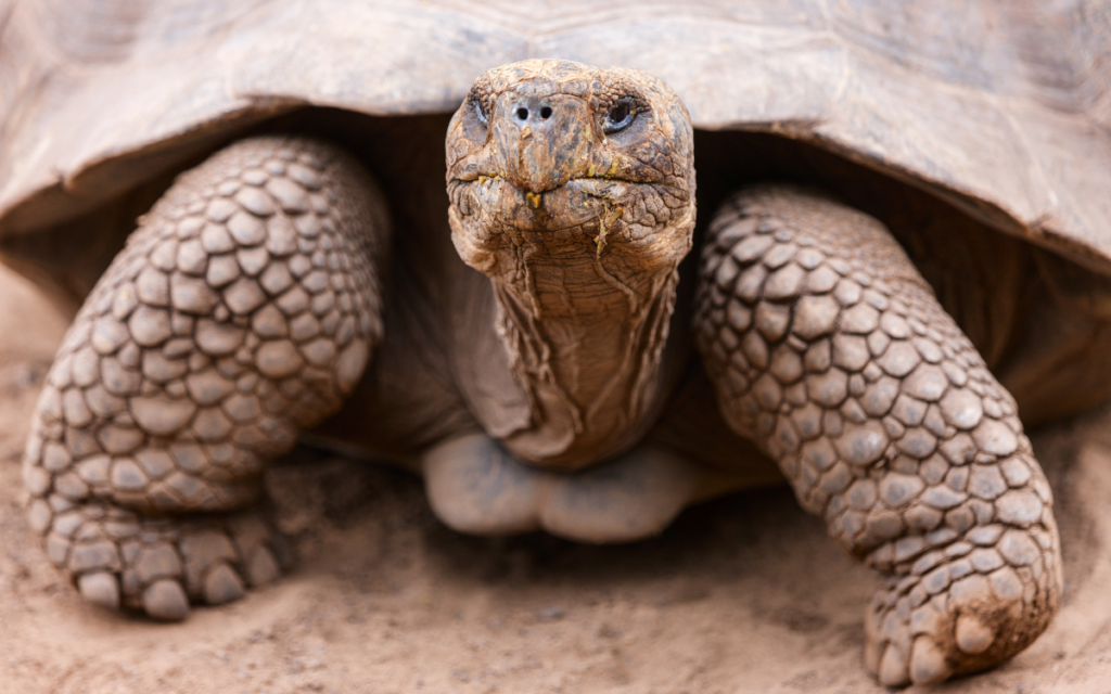 500 tortugas gigantes reintroducidas en cuatro Islas Galápagos