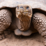 500 tortugas gigantes reintroducidas en cuatro Islas Galápagos