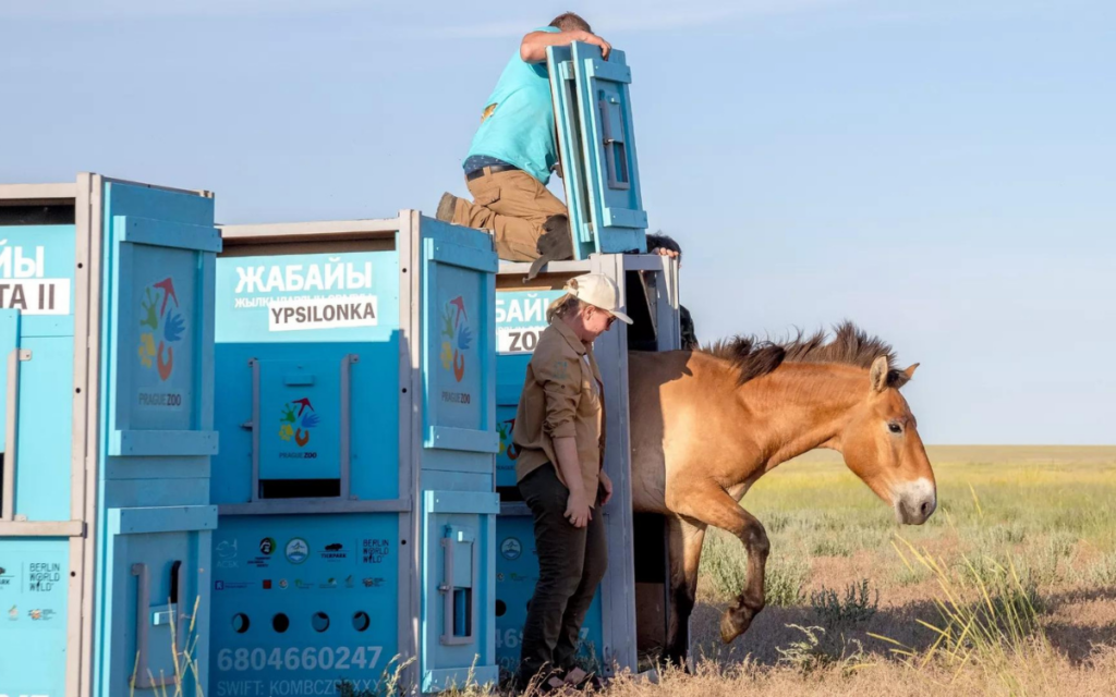 Caballos de Przewalski regresan a Kazajstán tras ser salvados de la extinción