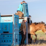 Caballos de Przewalski regresan a Kazajstán tras ser salvados de la extinción