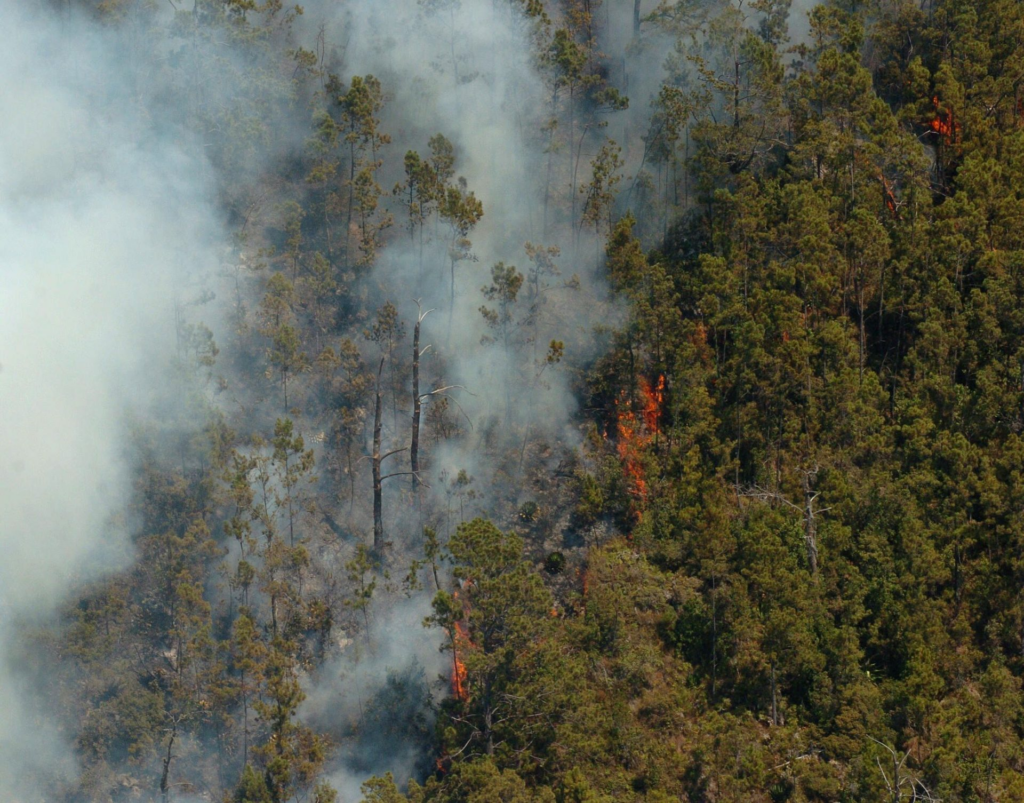 18 de agosto: Día Mundial de la Prevención de Incendios Forestales