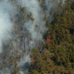 18 de agosto: Día Mundial de la Prevención de Incendios Forestales