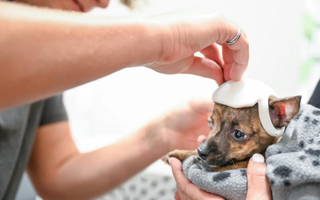 Estudiante de ingeniería diseña pequeños cascos para un chihuahua