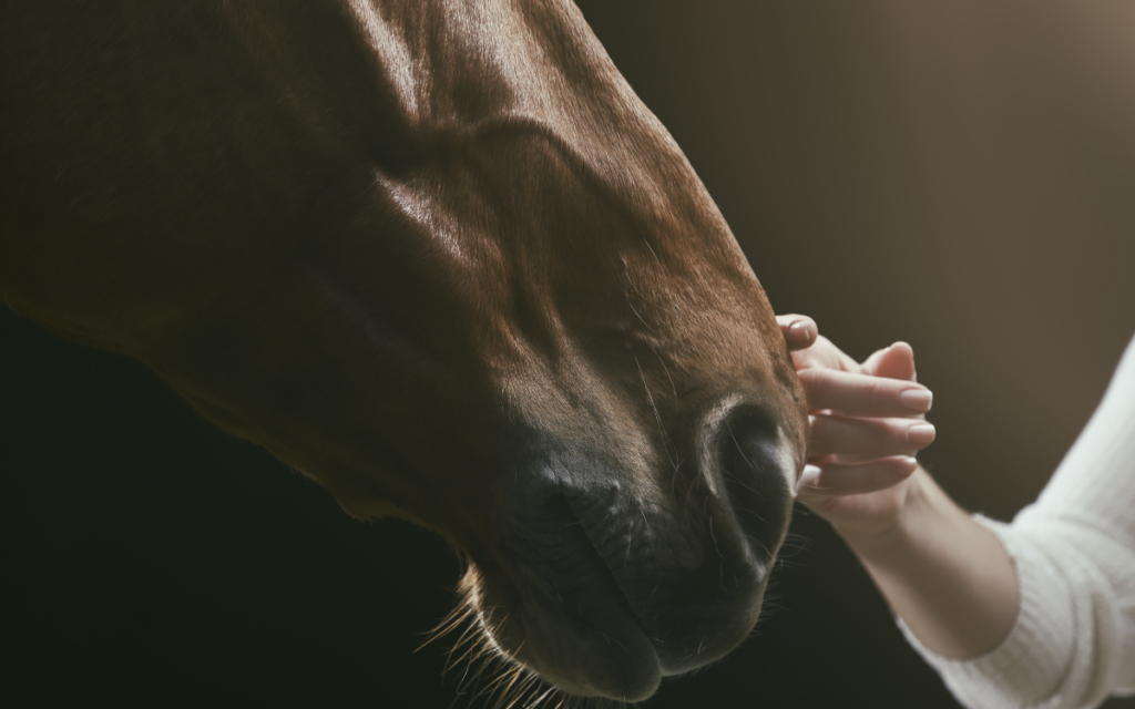 Un caballo perdido se reúne con su familia tras un increíble viaje