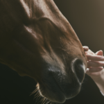 Un caballo perdido se reúne con su familia tras un increíble viaje