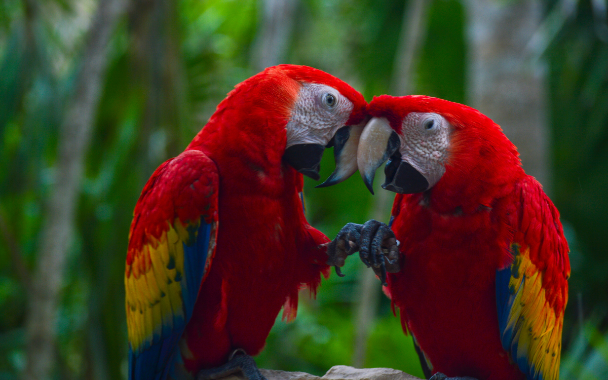 Este método poco común está salvando crías de loro de la extinción