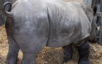 Cirujanos operan la pata rota de un rinoceronte