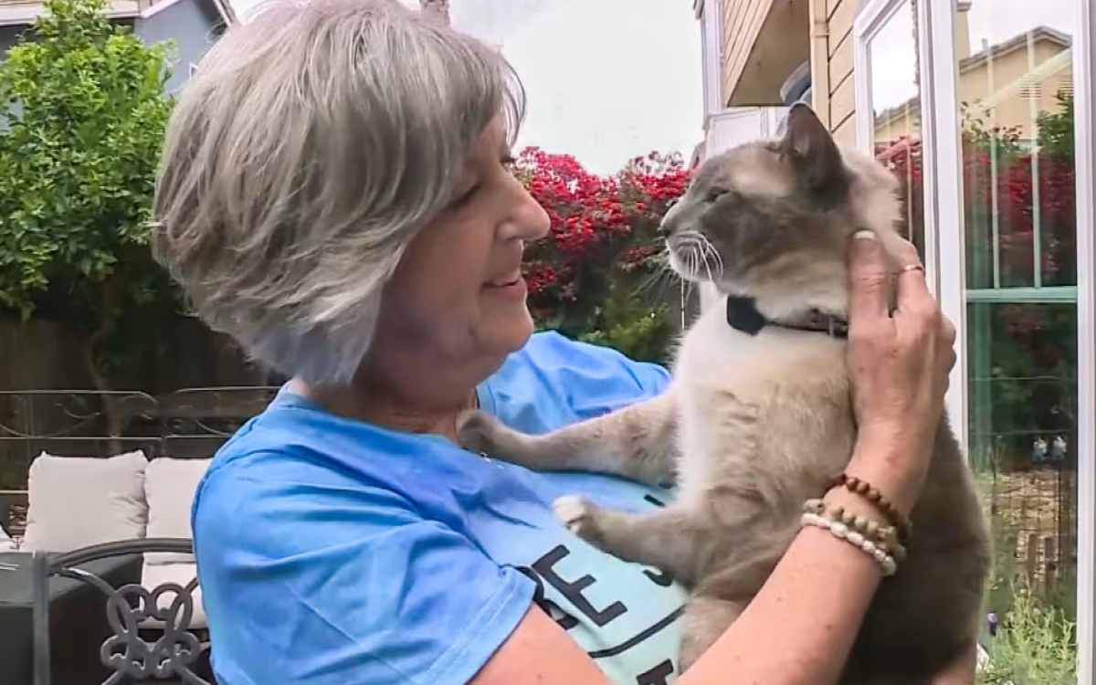 Un gato se pierde durante las vacaciones y recorre 1.500km para volver a casa