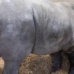 Cirujanos operan la pata rota de un rinoceronte