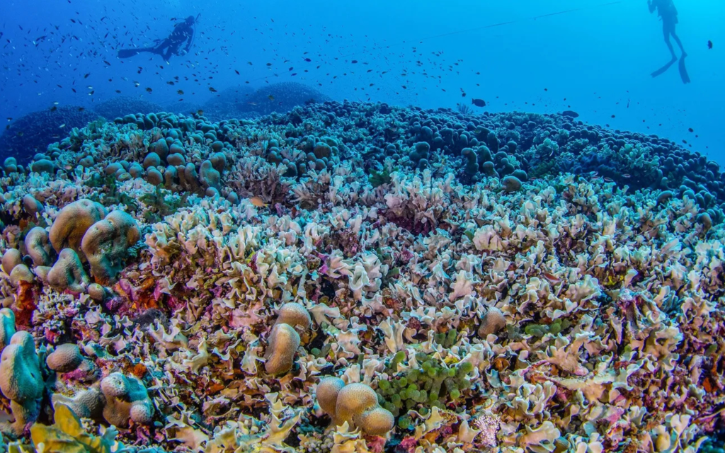 Descubren el coral más grande del mundo en las Islas Salomón