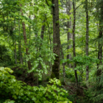 La absorción de carbono de las plantas aumenta casi un tercio