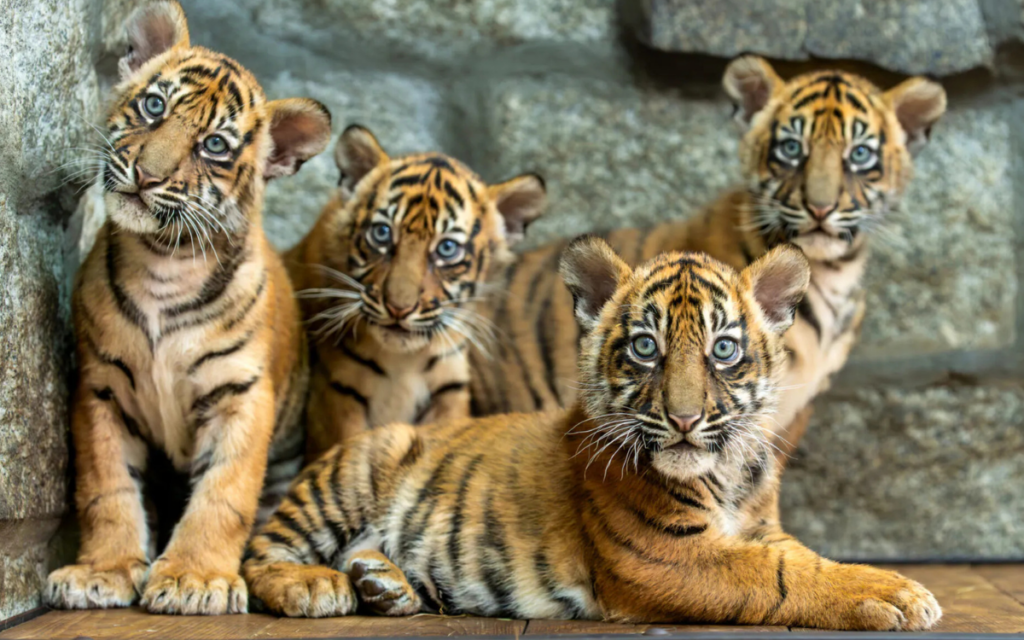 Nacen cuatro tigres de Sumatra en el zoológico de Polonia