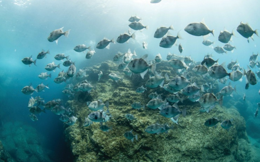 Las Azores establecen la red de áreas marinas protegidas más grande de Europa