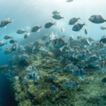 Las Azores establecen la red de áreas marinas protegidas más grande de Europa