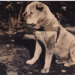 Hachiko, la verdadera historia del perro más fiel del mundo