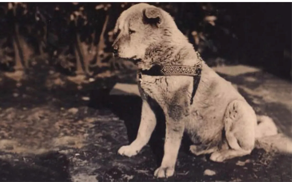 Hachiko, la verdadera historia del perro más fiel del mundo